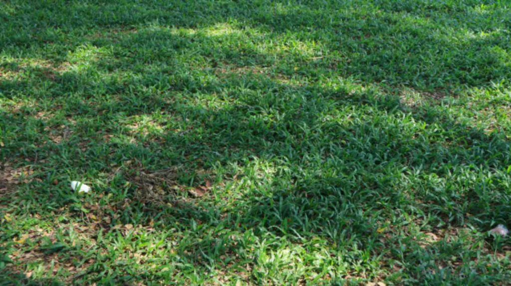 scotts crabgrass killer for lawns