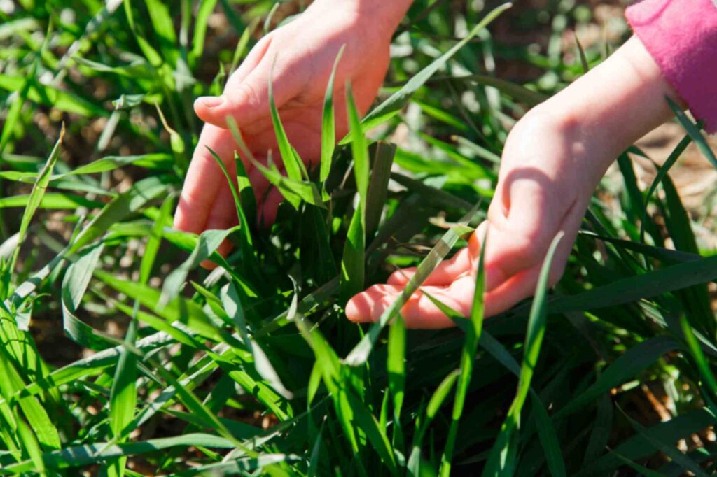 scotts crabgrass killer for lawns