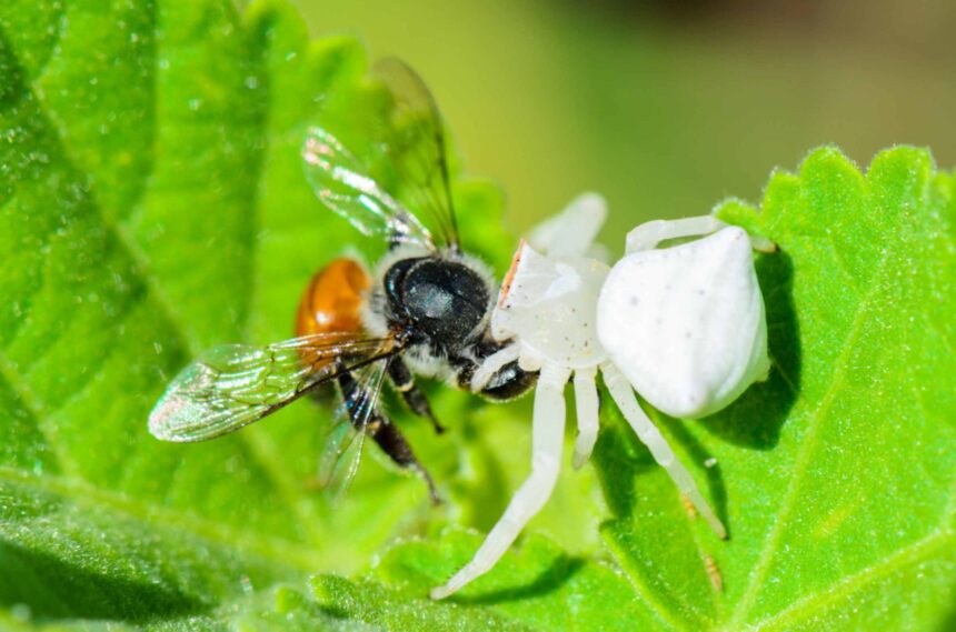 white spider