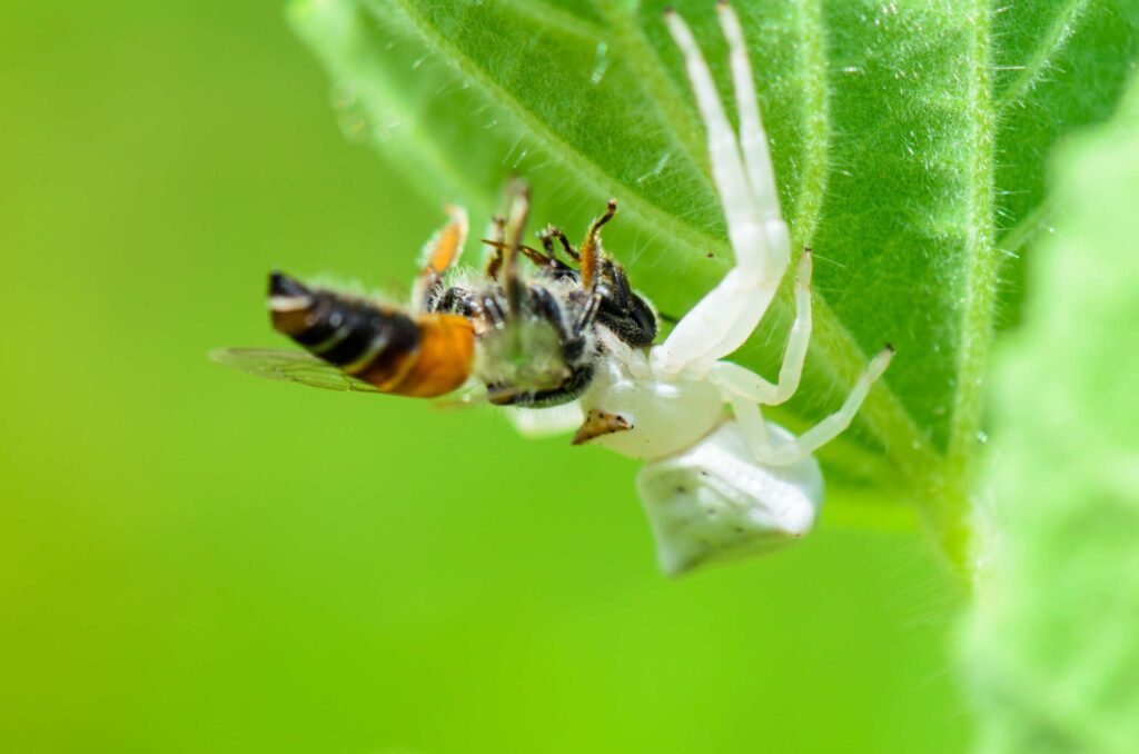 white spider