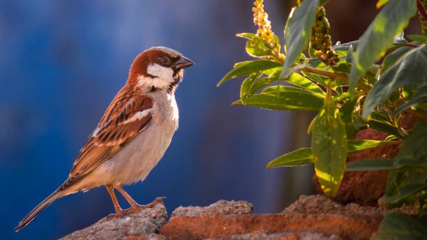 Sparrow with a Red Head