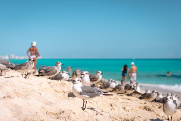 Mexican Birds Cancun