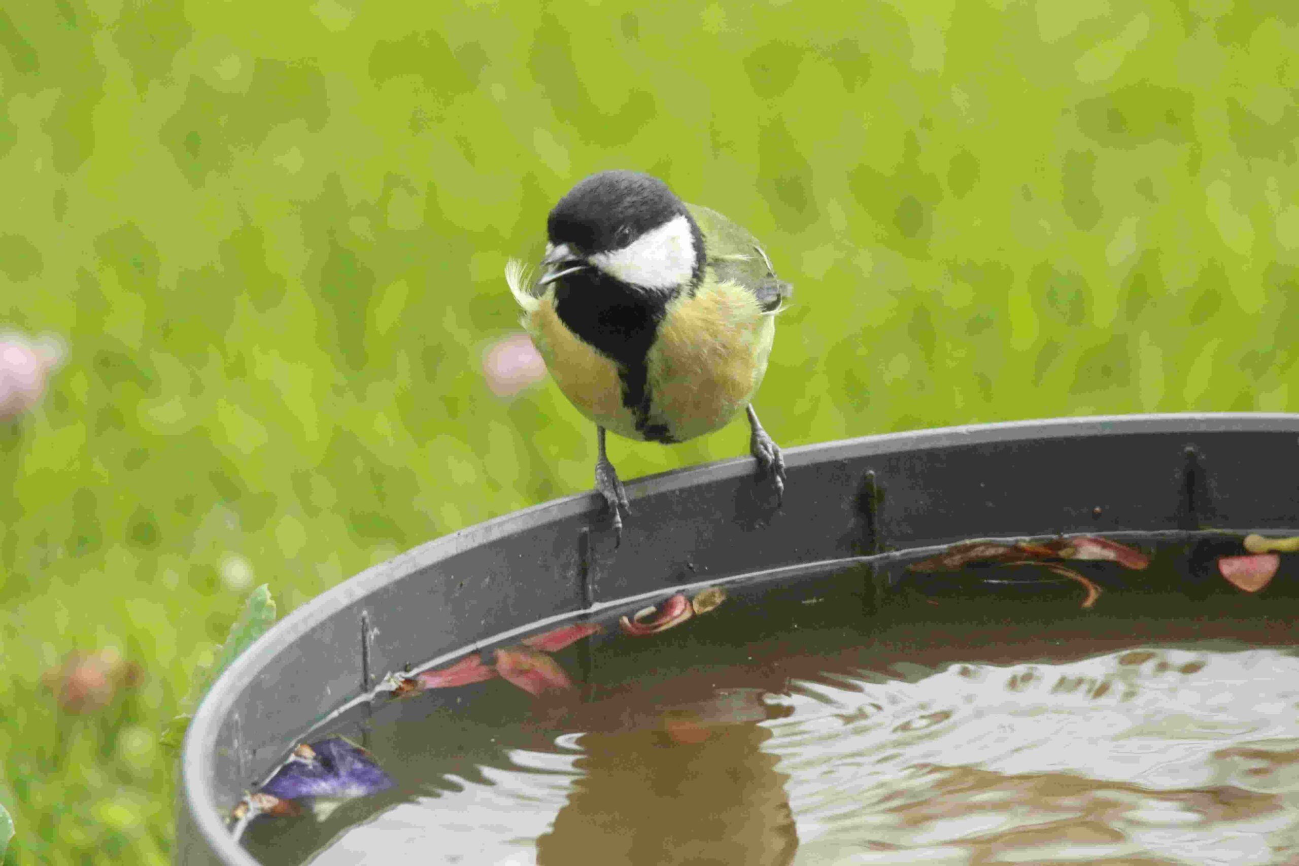 vecteezy_great-tit-likes-to-drink-water_45648866 (1)