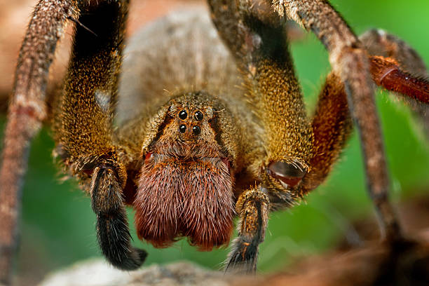 Brazilian wandering spider​