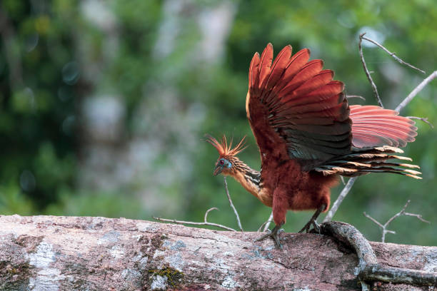 Hoatzin Birds