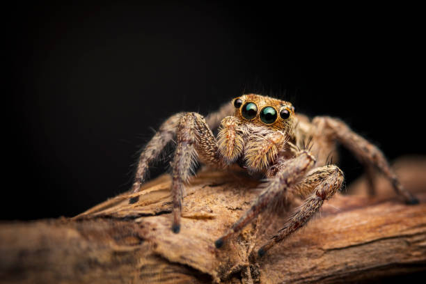 How Often to Feed Jumping Spiders