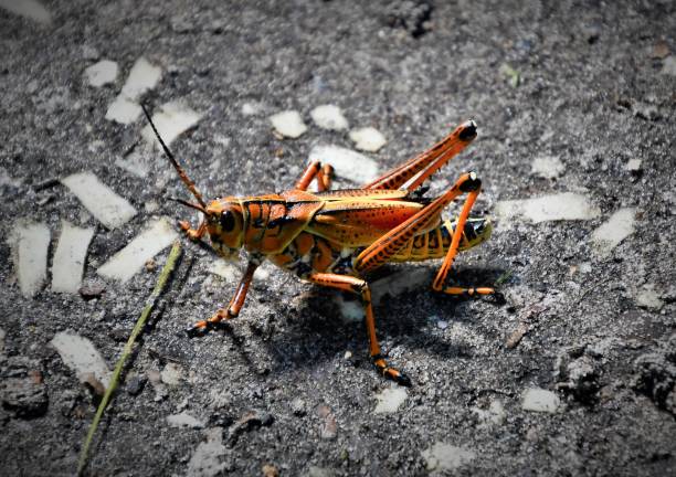 what do crickets eat​