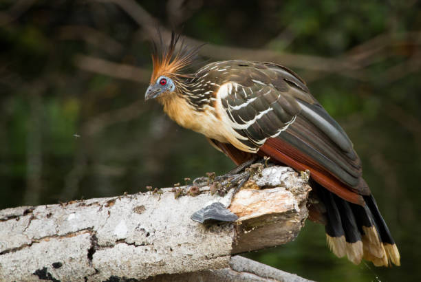 Hoatzin Birds