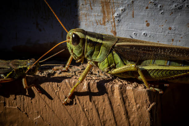 what do crickets eat​