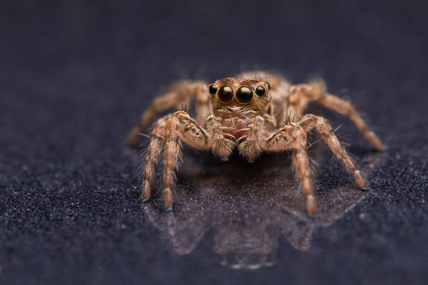 How Often to Feed Jumping Spiders