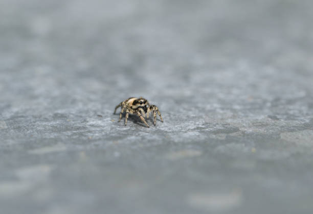 How Often to Feed Jumping Spiders