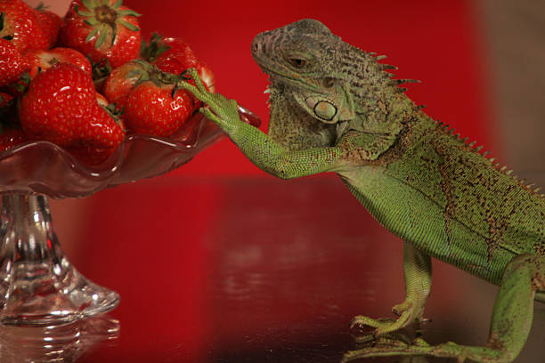 Can Bearded Dragons Eat Strawberries?