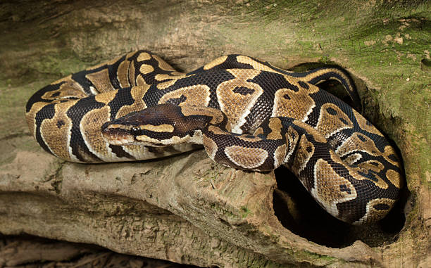 how long do ball pythons live