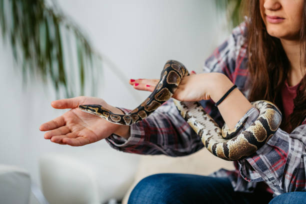 how long do ball pythons live