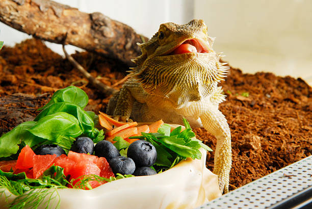 Can Bearded Dragons Eat Strawberries?