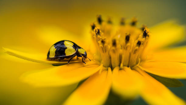 yellow ladybug