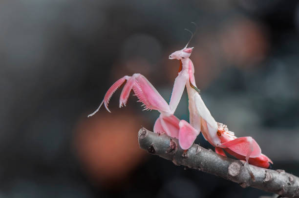 Pink Mantis