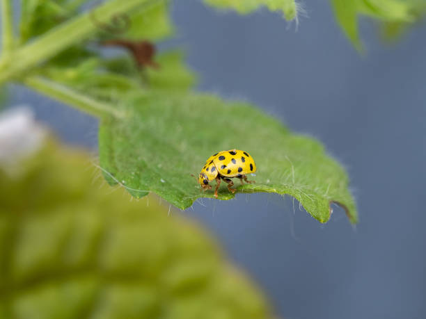 yellow ladybug