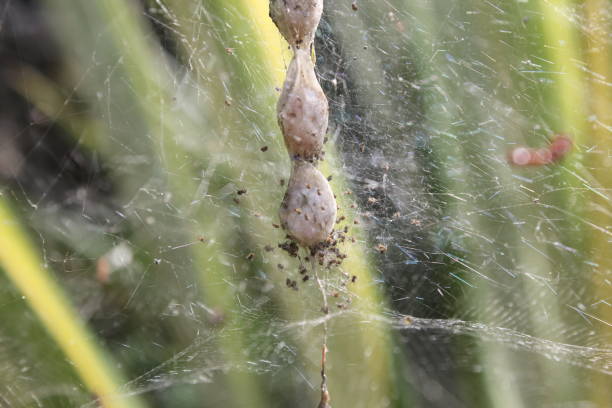 spider sack of eggs​