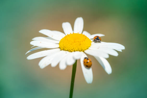 yellow ladybug