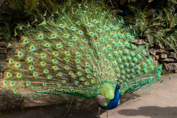 Pavo Real