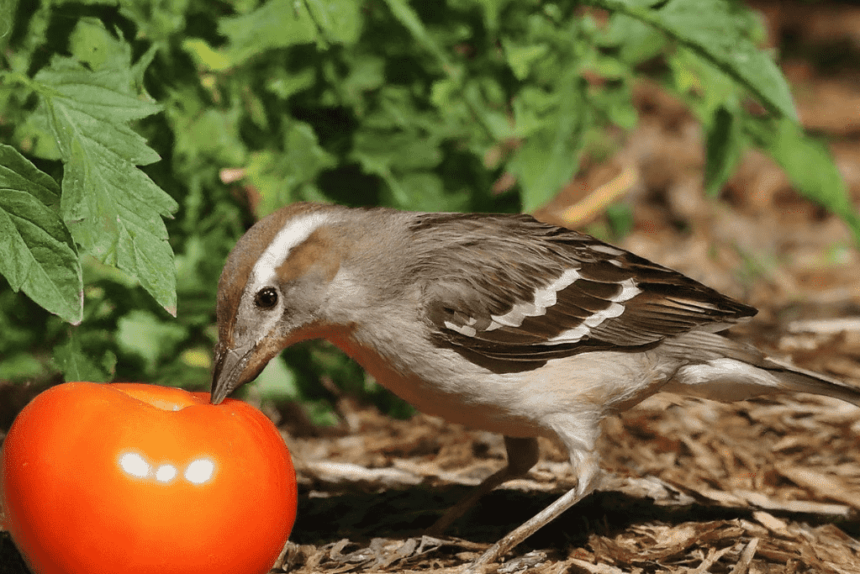 Can Birds Eat Tomatoes