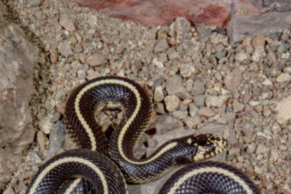 Black Snake With White Stripes