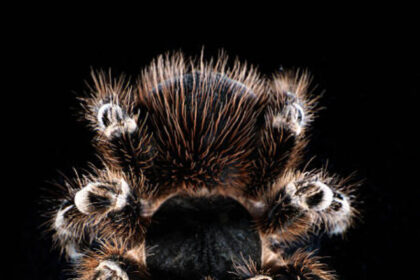 Tarantula | Care, Habitat & Facts