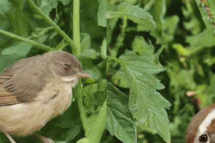 Will Birds Eat Tomatoes