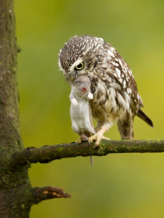 Owls Eat Squirrels