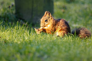 can squirrels eat cat food