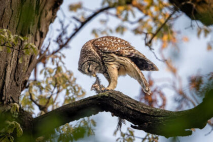 Do owls eat squirrels