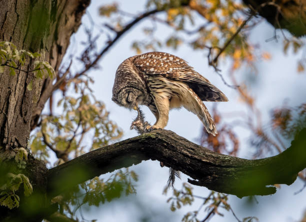 Do owls eat squirrels