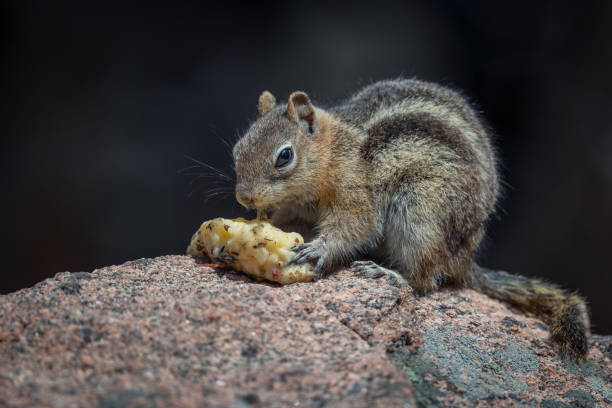 Do Squirrels Eat Mealworms ​