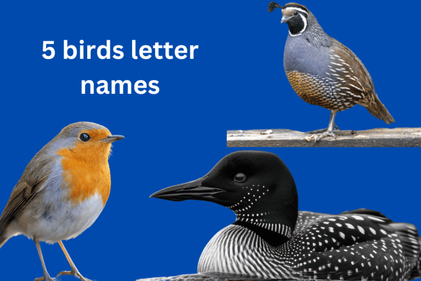 birds with 5 letter names