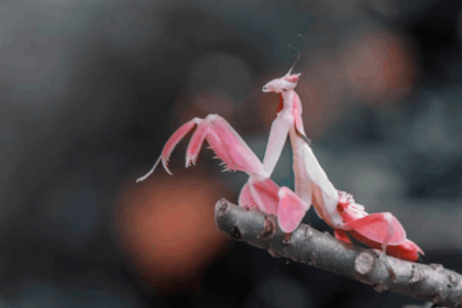 Pink Mantis