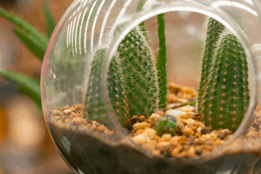 Desert Terrarium