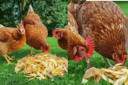 Can Chickens Eat Potato Peels