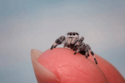 How Often to Feed Jumping Spiders