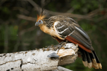 Hoatzin Birds