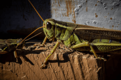 what do crickets eat​