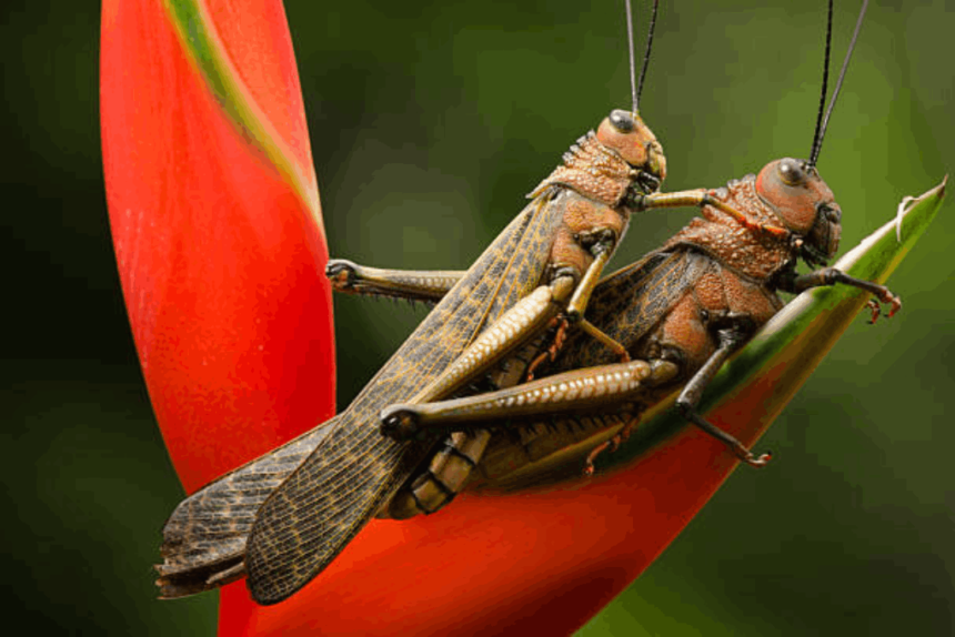 Giant Grasshopper