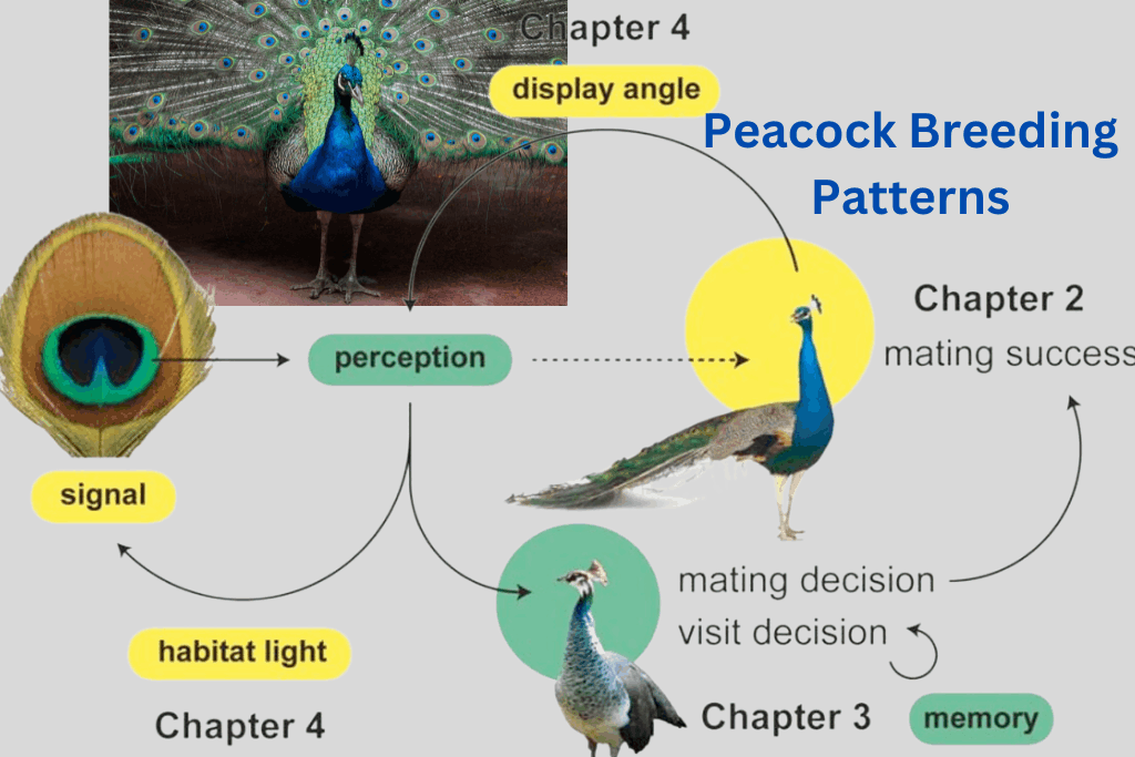 do peacocks mate for life​