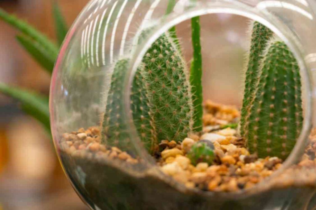 Desert Terrarium