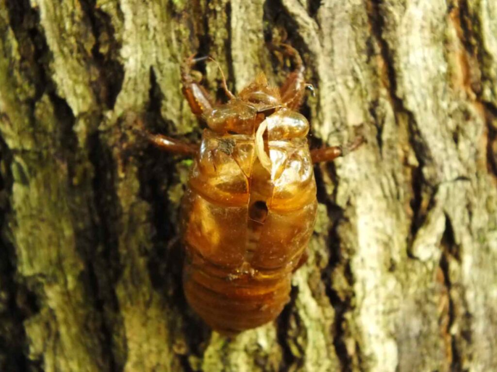 Magic Potion Isopod