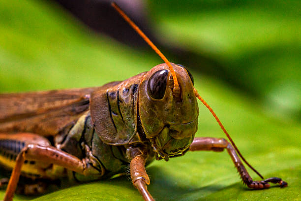 Giant Grasshopper