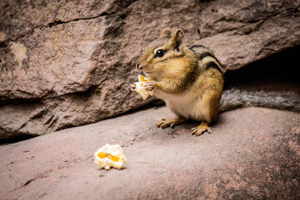 can squirrels eat popcorn