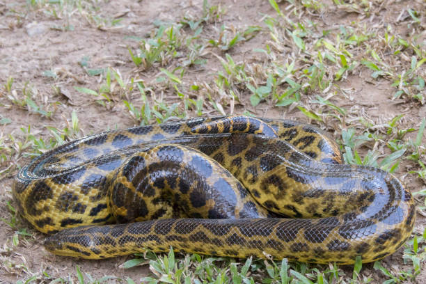 how long do ball pythons live