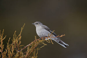 Hood Mockingbird