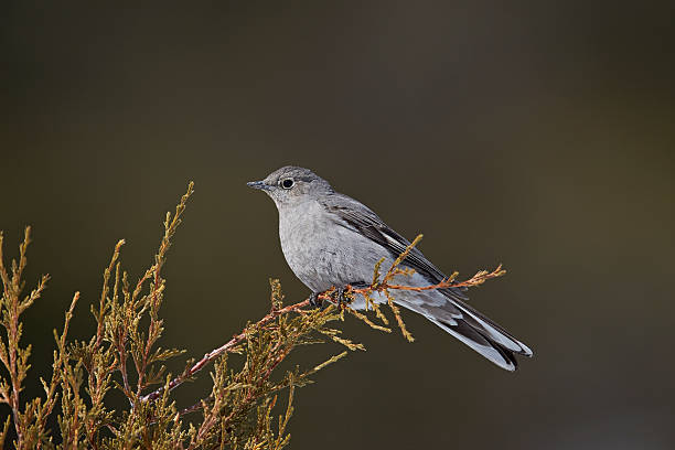 hood mockingbird